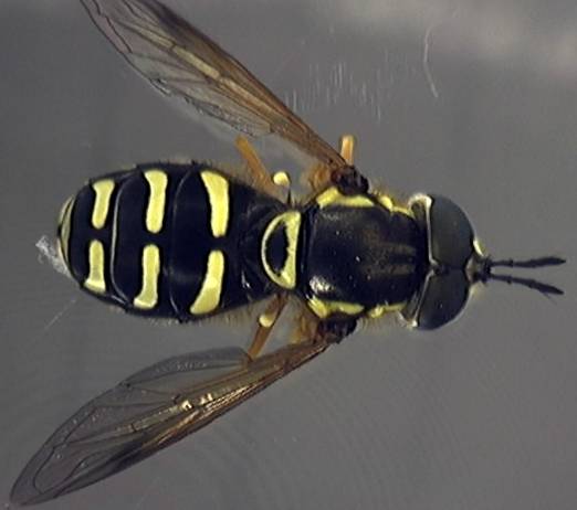 Chrysotoxum festivum